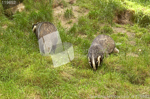 Image of Badger