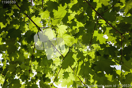 Image of Green leaves of a maple