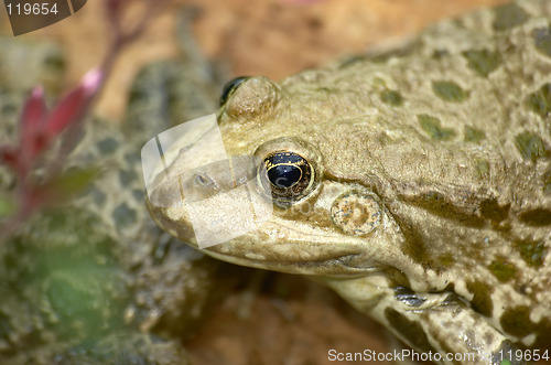 Image of Frog