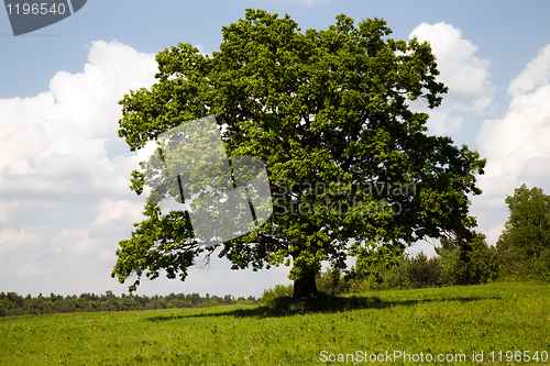 Image of Tree in the field