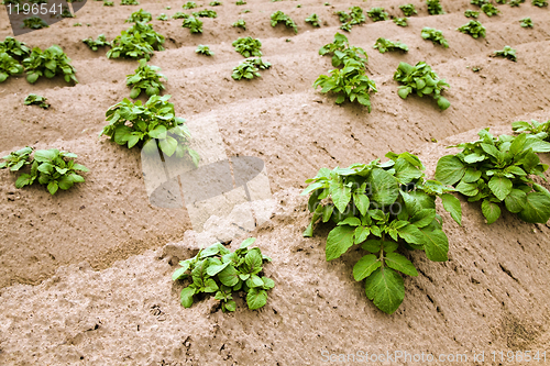 Image of Potato field