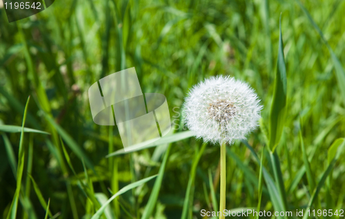 Image of White dandelion