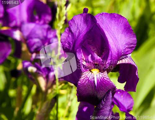 Image of Flower an iris