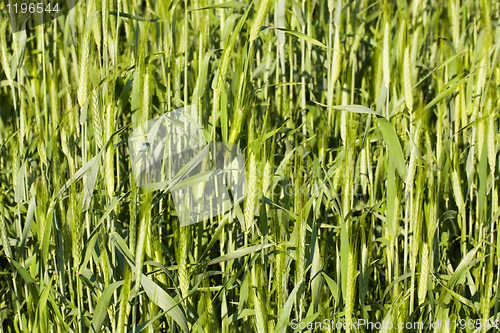 Image of  green unripe wheat