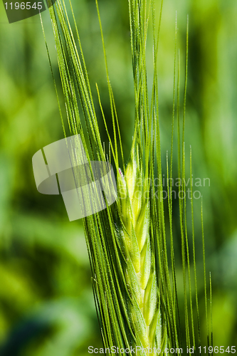 Image of Green ear of wheat