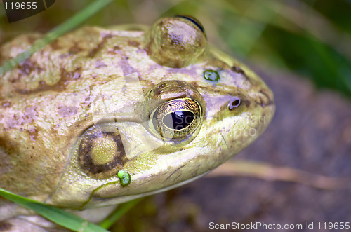 Image of Frog