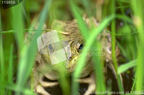 Image of Frog