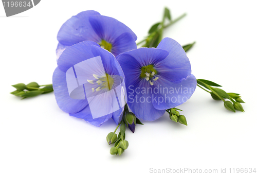 Image of Flowers of flax