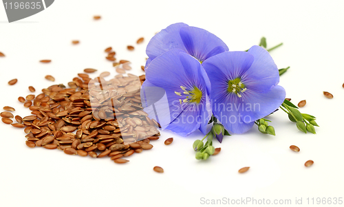 Image of Seeds and flowers of flax