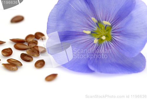 Image of One flower of flax with seeds