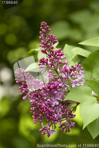 Image of Flowering lilac
