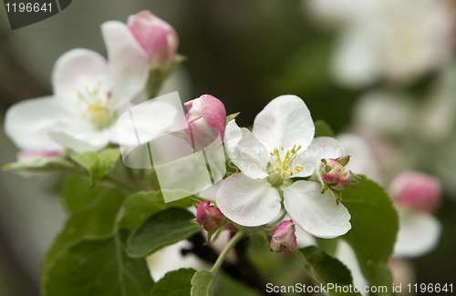 Image of Apple blossom close-up. 