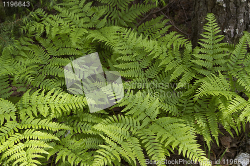 Image of Fern plants 