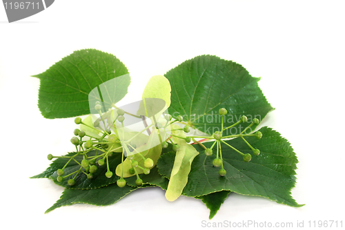 Image of Linden flowers