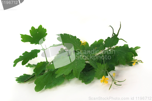 Image of Greater Celandine