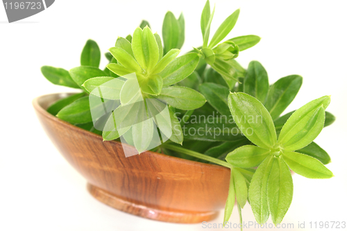 Image of sweet woodruff