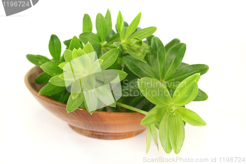 Image of sweet woodruff