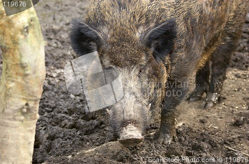 Image of Hog