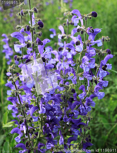 Image of Meadow sage