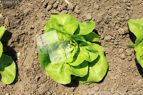 Image of Organic lettuce