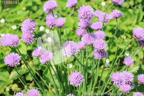 Image of Chives
