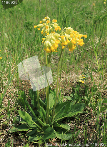 Image of Primula veris