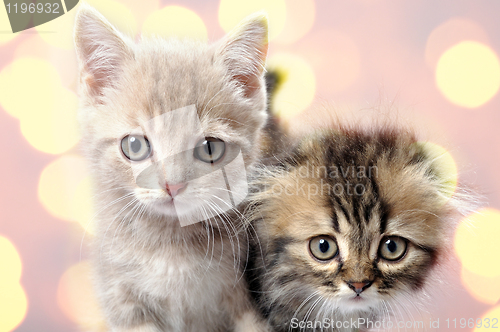 Image of Scottish fold ear breed kittens