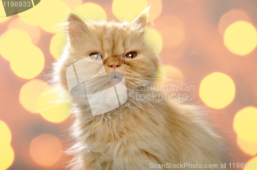 Image of red Persian cat