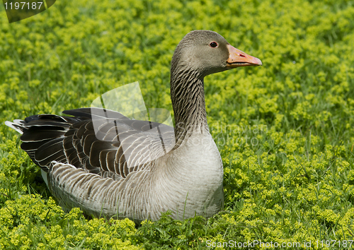 Image of Greylag Goose.