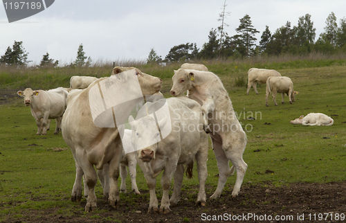 Image of Cows