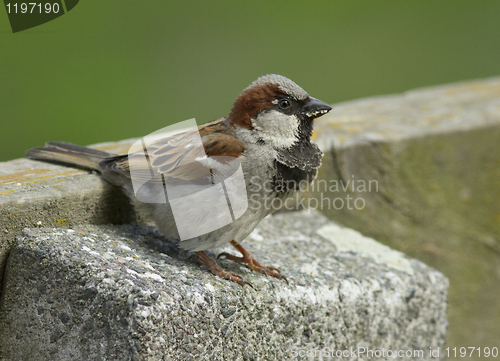 Image of House sparrow