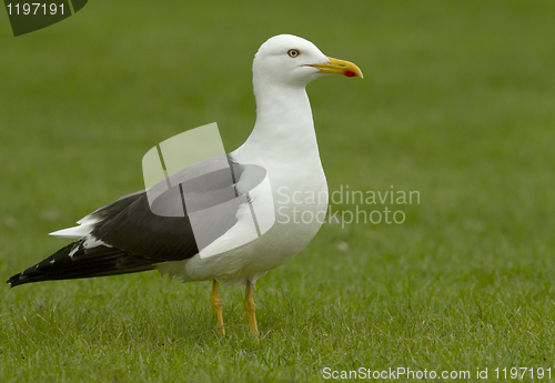 Image of Lesser Black-backed Gull