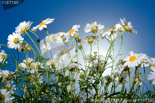 Image of daisies against blue sky in the morning.  