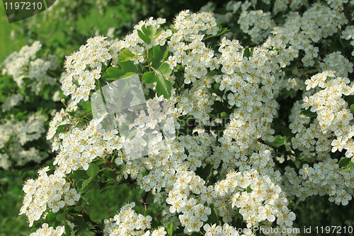 Image of Hawthorn