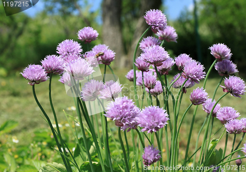 Image of Chives