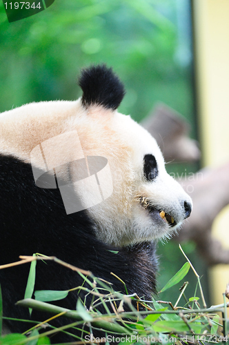 Image of Giant panda