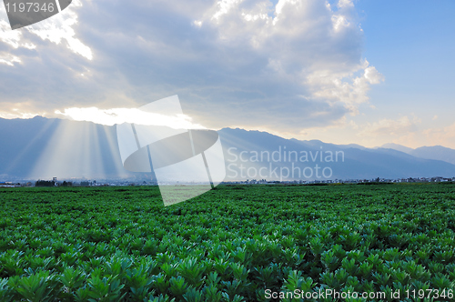 Image of Field landscape