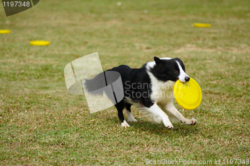 Image of Border collie dog running