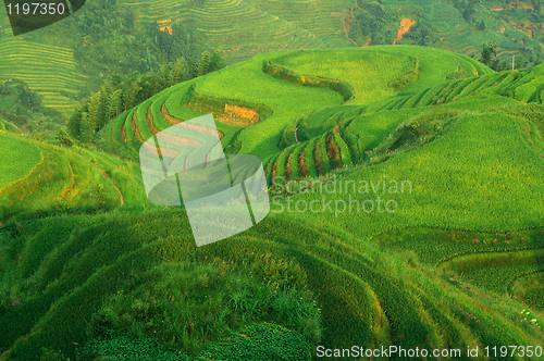 Image of Chinese green rice field