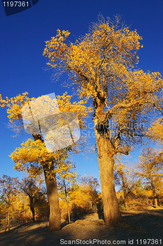 Image of Trees with yellow leaves 