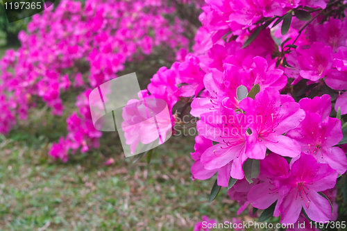 Image of Azalea flowers