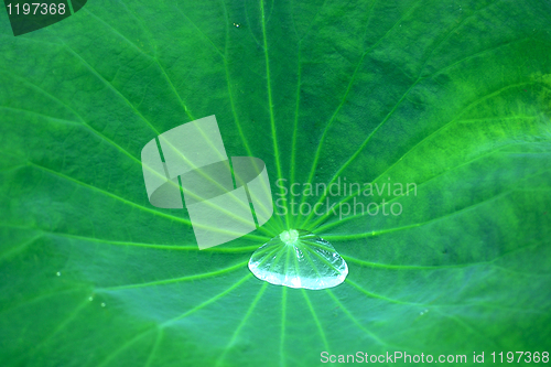 Image of Water drop on leaf