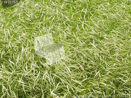 Image of Grass background.