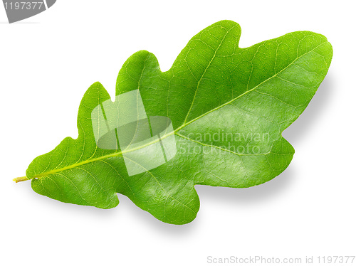 Image of Oak leaf.