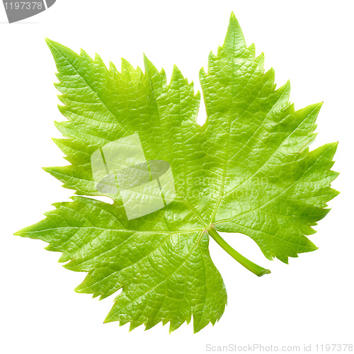 Image of Vine leaf.