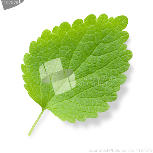 Image of Nettle leaf.