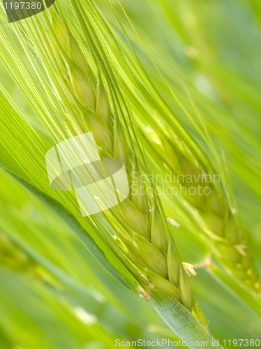 Image of Green ear.