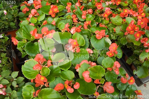 Image of Begonias at the Greenhouse Market