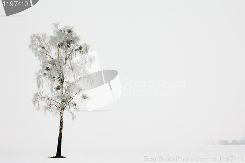 Image of Birch in the winter