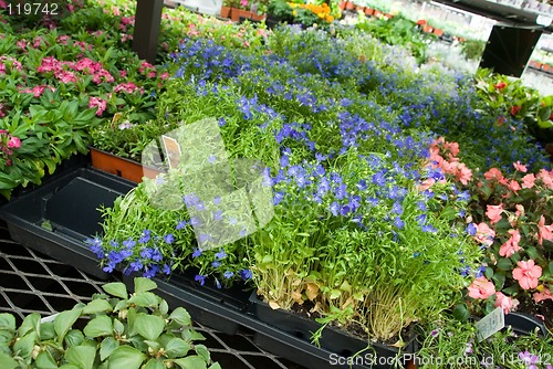 Image of Garden Center Flower Market
